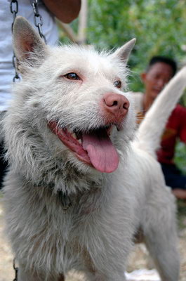 貴州土獵犬，傳統(tǒng)與現(xiàn)代的完美融合