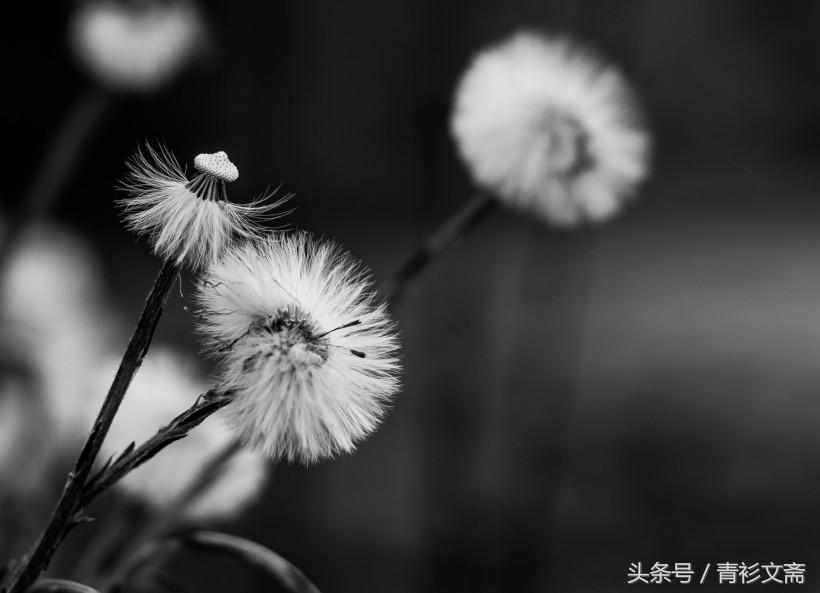 逆境中的希望與堅韌，最新真實故事回顧 2017年